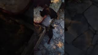 Köpeklerin Mamasına Saldırdılar yavrukedi kedi kediler kedilerindünyası doğa cat [upl. by Eidod856]