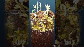 Mung Beans growing  plants planting growing garden shortvideo [upl. by Einhpets]