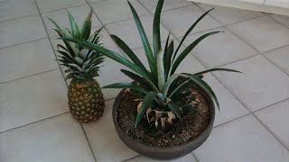 How to Grow a Pineapple from its Top Works every Time [upl. by Kahlil]