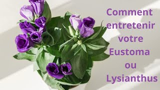 Comment entretenir votre lysianthus ou eustoma [upl. by Chitkara473]