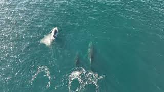 Whales off Maroubra beach [upl. by Tselec]