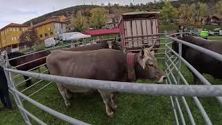 Horses and Cows of Riaño [upl. by Aubine]