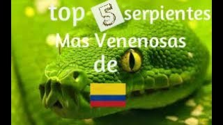 Las serpientes mas venenosas de Colombia serpientes venenosas de Colombia [upl. by Zetniuq]