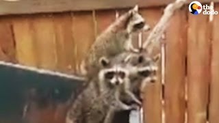 Raccoon Family Rescued From Dumpster [upl. by Anitsua236]