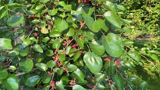 HARVESTING MULBERRIES creativelivingbygillgillia6826 [upl. by Lisandra769]