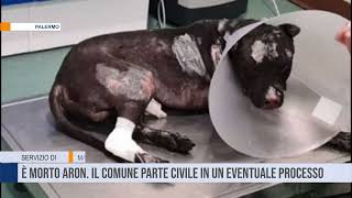 Palermo Morto Aron il cane bruciato vivo Il Comune parte civile in un eventuale processo [upl. by Osmen775]