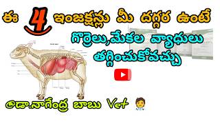 important injections for sheep and goats sheep goat goatmedicinesheepdisease veterinarymedicine [upl. by Gurevich]