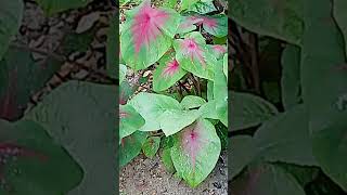 Caladium plant viralshort beautiful likeandsubscribe [upl. by Narra]