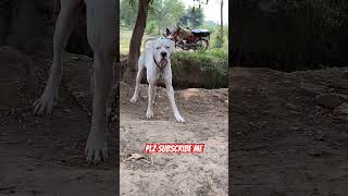 Pakistani mastiff dogbeautiful ڈوگ [upl. by Presber]