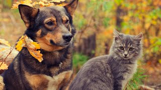 FUNNY DOGS AND CATS UPBEAT MUSIC CALMING SOOTHING AND ENJOYABLE CUTE PETS FUNNY VIDEOS [upl. by Ariamo349]