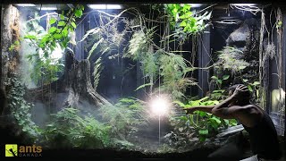 I Found a Surprising Lizard Born in My Giant Rainforest Vivarium [upl. by Tamara]