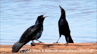 Boat tailed Grackle Display [upl. by Nnaul235]