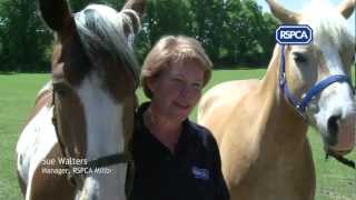 Adopting an RSPCA rescue horse [upl. by Gnaht559]