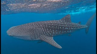 Whaleshark Snorkelling Ningaloo Reef 2024 [upl. by Aglo]