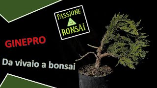 Ginepro  Da vivaio a bonsai [upl. by Aicats14]