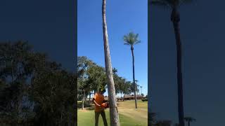 Boss man Brain falling a fan palm that ends up snapping viral viralshorts reels subscribe tree [upl. by Sabra]