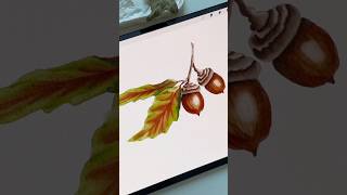 Drawing Process in Procreate  Digital Watercolor Acorn  Tutorial shorts procreate tutorial [upl. by Bor675]