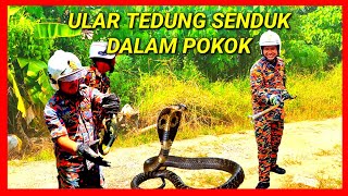 ULAR TEDUNG SENDUK DALAM POKOK  KHIDMATKHAS ULAR YoepBombaLaut [upl. by Noiraa]