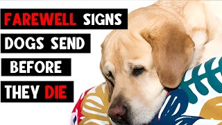 12 Signs Your Dog is in Their Final Days Saying Goodbye to Your Dog [upl. by Ahsiket]