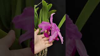 Cattleya Carmen Ecuagenera orchid anggrek [upl. by Valda]