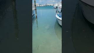 Manatee sighting in the Florida keys manatee floridakeys florida [upl. by Ziegler]