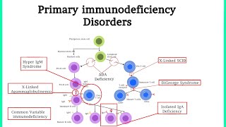 Pathology 40 Primary Immunodeficiency Disorders Xanuunada hoos u dhiga difaaca jidhka [upl. by Rexer]