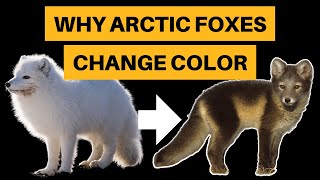 Why Arctic Foxes Change Color  How They Do It [upl. by Aitnyc]