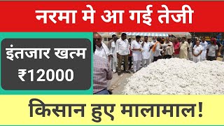 नरमा मे आने लगी तेजी I narma ka bhav ll narma me teji ll narma hus tej ll cotton price [upl. by Mallon]