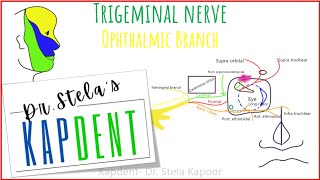 Cranial nerve V [upl. by Sartin]