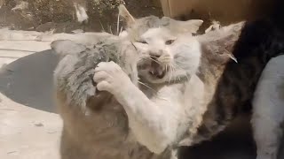 The Best and Strangest Cat Fight Compilation of 2024 [upl. by Atselec]