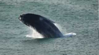 The Ultimate Whale Jump Whalesong Lodge De Kelders South Africa [upl. by Brewer]