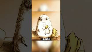 Lamb in Paradisecartoon animation shorts [upl. by Haletky]