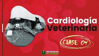 CARDIOLOGÍA VETERINARIA  CLASE 04 [upl. by Eanad]