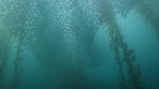 A magnificent anchovy bait ball dive at McAbee beach Monterey California [upl. by Etty278]