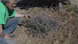 01 Spotted Knapweed Centaurea stoebe [upl. by Laddy]