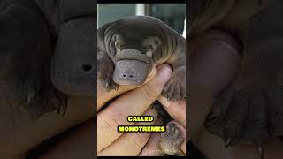 Platypus  Facts That Will Blow Your Mind shorts platypus animals animalfacts [upl. by Granthem]