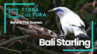 LÉtourneau de Rothschild Découvrez cet Oiseau Rare et Magnifique  Bali Starling bali birds [upl. by Mahmoud]