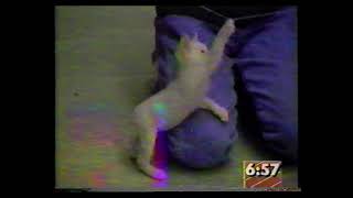 A Real Cabbit Cat and Rabbit Crossbreed In the News back in 1991 [upl. by Hesketh]