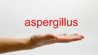 How to Pronounce aspergillus  American English [upl. by Farly]