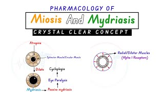 Miosis And Mydriasis  Pharmacology Of Miosis And Mydriasis  Miosis And Mydriasis Concept [upl. by Chao842]