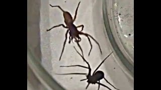 WoodLouse Hunter Vs Brown Recluse shout out to ThatInsectDude 01 [upl. by Roseann]