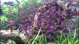 ROTALA ramosior florida [upl. by Karlow]