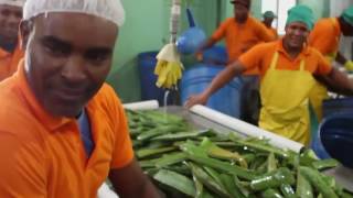 Aloe Vera – Plantation et récolte by Forever Living Products [upl. by Mortensen176]