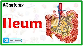 Anatomy of Ileum Animation Blood supply Venous drainage Histology Innervation Functions [upl. by Pamela91]