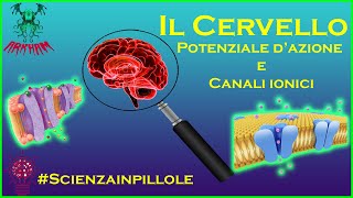 Il Cervello  Potenziale dazione e canali ionici  Scienza in pillole [upl. by Chase403]