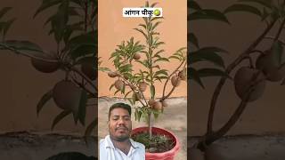 Chiku Ka Paudha How To Grow Sapodilla Plant At Home shorts gardening sapodilla grafting [upl. by Ellesig983]