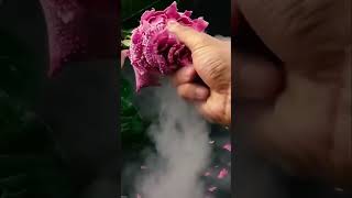 പപ്പടം പോലെ പൊടിയുന്ന റോസാ പൂ 😱liquid nitrogen unusual substance scienceexperimenfreeze things [upl. by Eintrok]