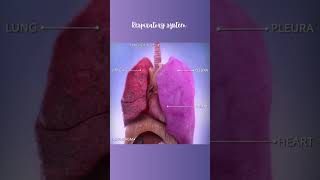 Respiratory system anatomy anatomymadeeasy usmlestep neet [upl. by Nuj]