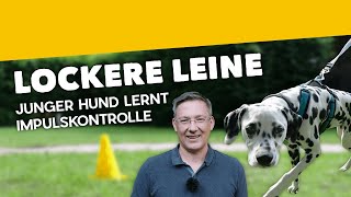 Leinenführigkeit Laufen an lockerer Leine ► Junger Hund lernt Impulskontrolle Training 4 2019 [upl. by Ileana298]