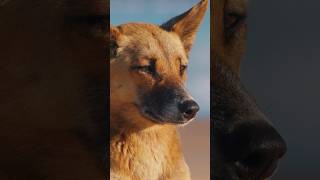 What happens when we remove dingoes from the environment [upl. by Marve]